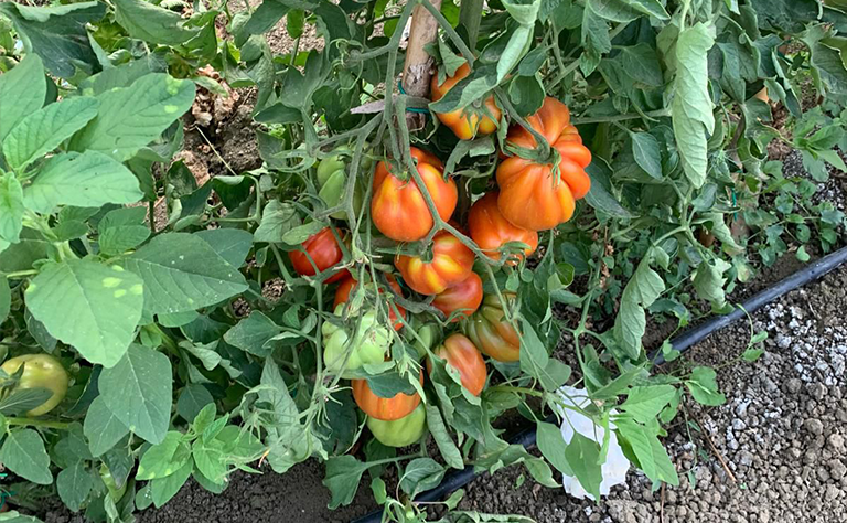 Verdure Az. Agr. Il Poggio